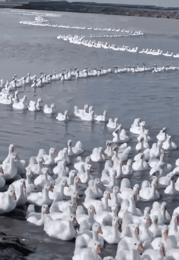 Animiertes GIF