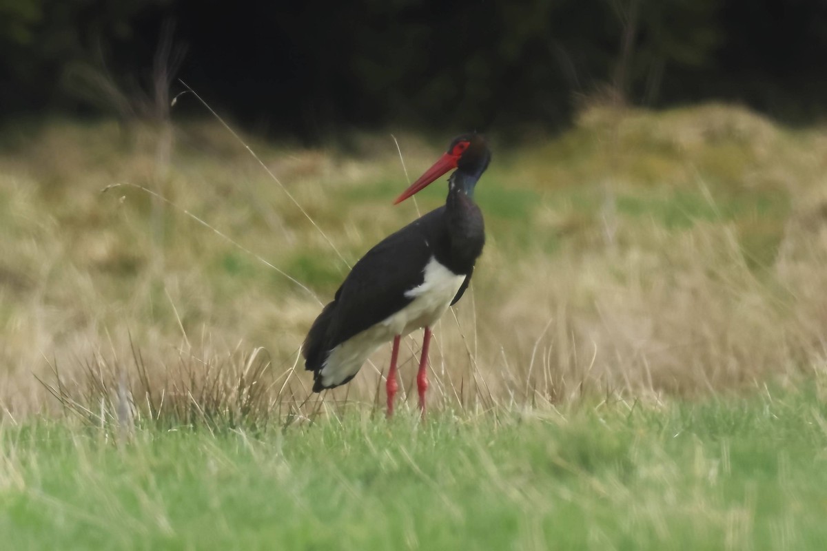 Schwarzstorch, Ciconia nigra, auf Nahrungssuche, Burbach Nordrhein-Westfalen Black stork, Ciconia nigra, looking for food, Burbach North Rhine-Westphalia Copyright: imageBROKER/GerdxPetri ibxgdp175132 ...
