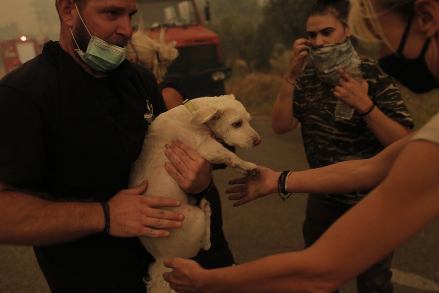 epa09406428 Local residents rescue a dog during a wildfire at the village of Pefki in the Evia, Greece, 08 August 2021. Fires that broke out in Attica and Evia island this week have burned more than a ...