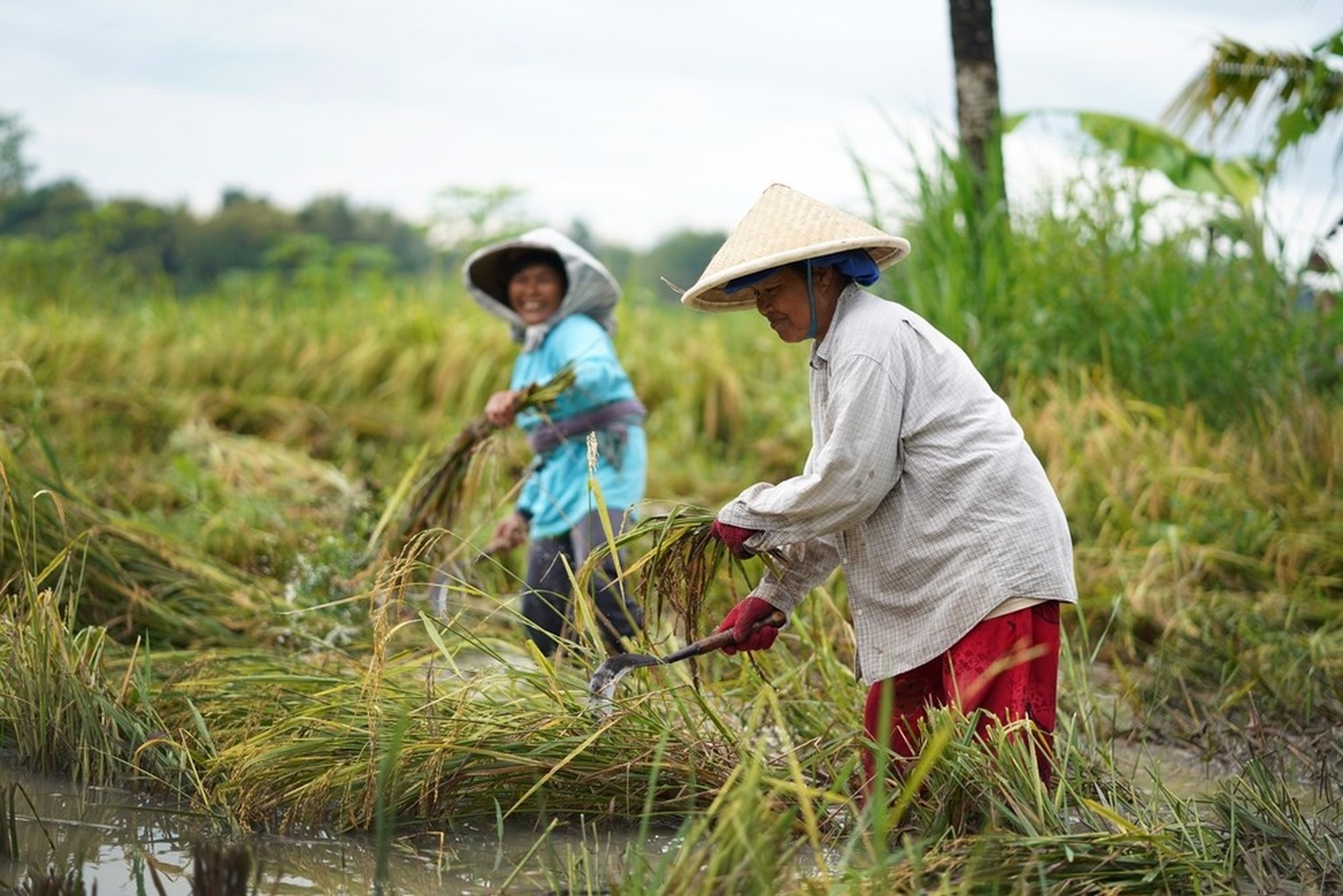 Frauen bei der Arbeit auf dem Feld, Asien