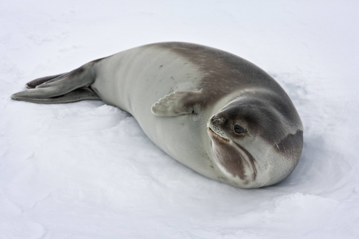 Portrait of female Ross seal (Ommatophoca rossi) showing distinctive thick neck. Ross Sea, Antarctica. December 2009. PUBLICATIONxINxGERxSUIxAUTxONLY 1289950 SuexFloodx-xTD

Portrait of Female Ross Se ...