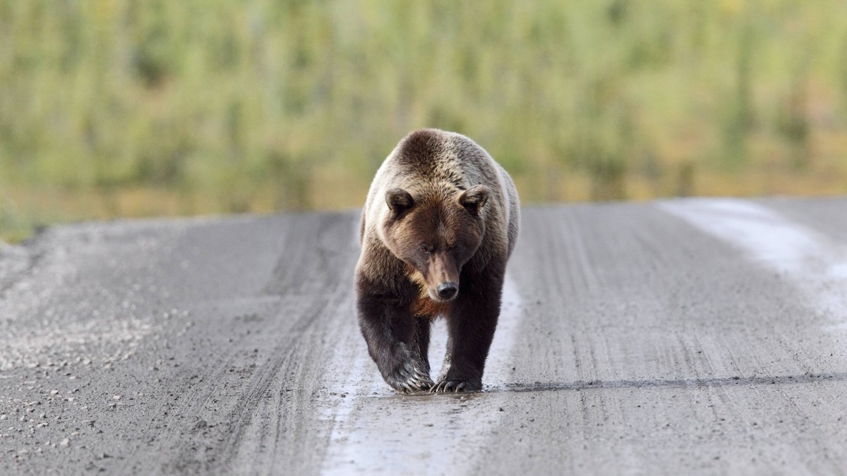 Un ours attaque un groupe d'écoliers dans l'ouest du Canada (image d'illustration).