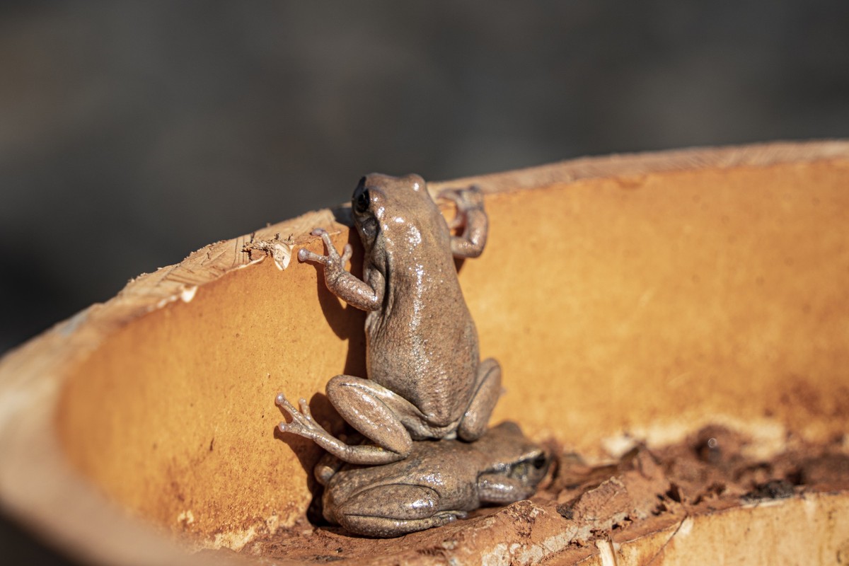 Une colonie de grenouilles s'entraide pour voir au-delà des limites de l'Australie.