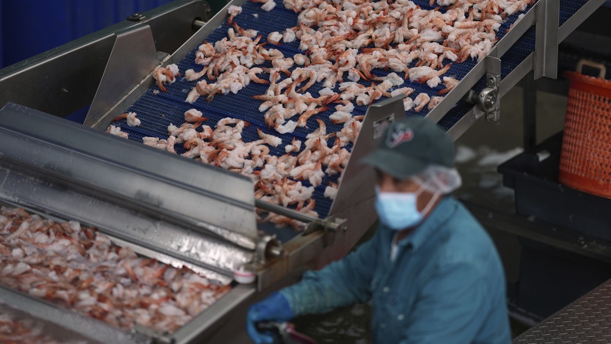 1-2-Tonnen-Shrimps-im-Verkauf-nach-Konkurs-von-Swiss-Shrimp-AG