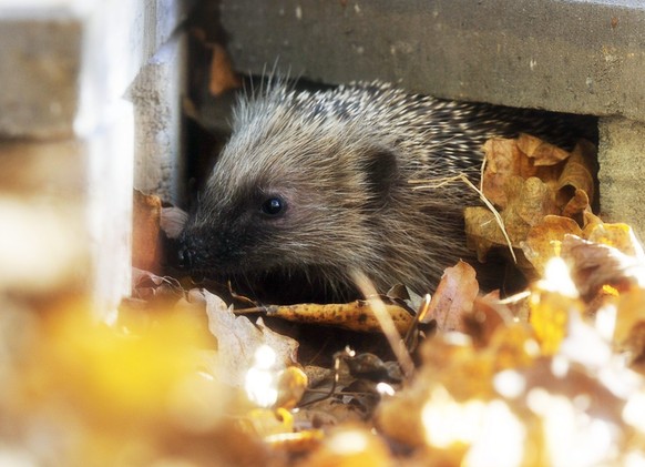 Ein Igel ist tagsueber auf Futtersuche in einem Garten in Tagelswangen, Kanton Zuerich, am Sonntag, 14. November 2010. Ab Mitte November sollte der Igel mindestens 800 Gramm wiegen. Dieses Mindestgewi ...