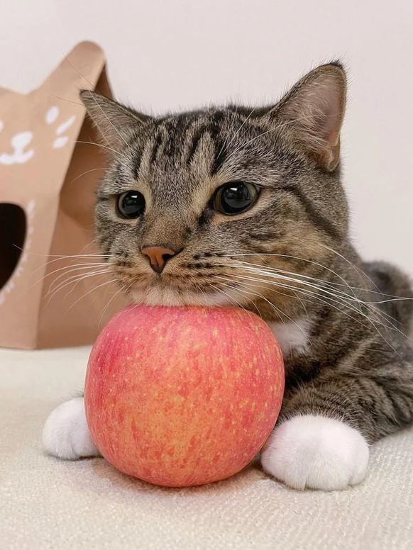 cute news tier katze

https://www.facebook.com/photo/?fbid=892868225972477&amp;set=a.693381882587780