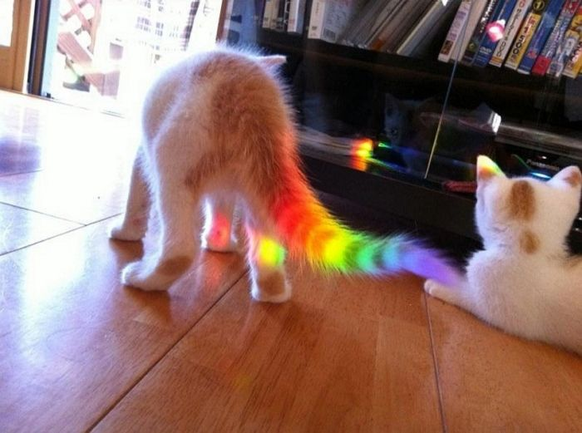 Regenbogenkatze