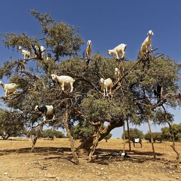 cute news tier goat ziegen

https://ch.pinterest.com/pin/453737731223871097/