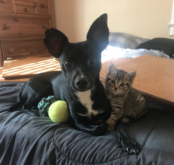 cute news animal tier katze hund

https://www.reddit.com/r/AnimalsBeingBros/comments/x7gddx/theo_dog_and_teaver_cat_are_best_friends_furever/