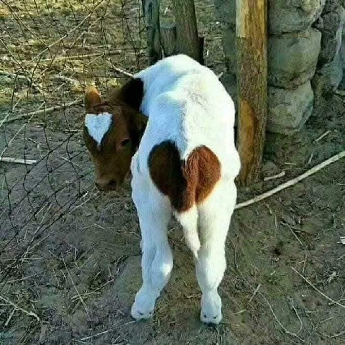cute news tier kuh kalb

https://ch.pinterest.com/pin/3799980930815666/