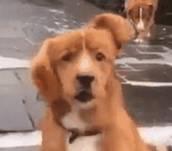 Diese 20 Fails sind alles, was du brauchst, um heute fröhlich zu sein
Dieser Blick 😂