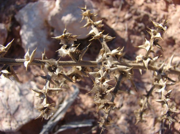 Tumbleweed oder Steppenläufer. Ruthenisches Salzkraut. Russian cactus, russian thistle, windwitch.