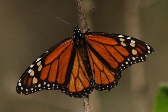 Ein Monarchfalter alleine ist mit seinen orange-schwarz-weissen Flügeln schon ein schöner Anblick.