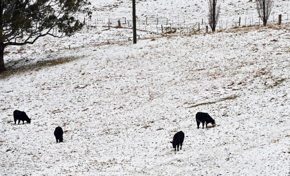 Kühe auf einem schneebedeckten Feld in Mittagong, New South Wales.&nbsp;