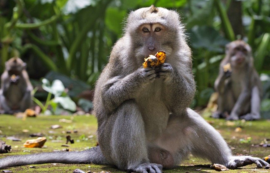 Macaques eat bananas during feeding time at Sangeh Monkey Forest in Sangeh, Bali Island, Indonesia, Wednesday, Sept. 1, 2021. Deprived of their preferred food source - the bananas, peanuts and other g ...