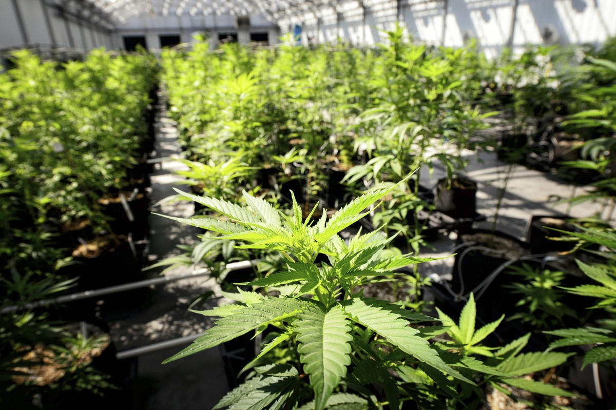 FILE - Marijuana plants grow at a Minnesota Medical Solutions greenhouse on May 5, 2015, in Otsego, Minn. Senators in Minnesota passed a bill Saturday, May 20, 2023, that would legalize recreational m ...