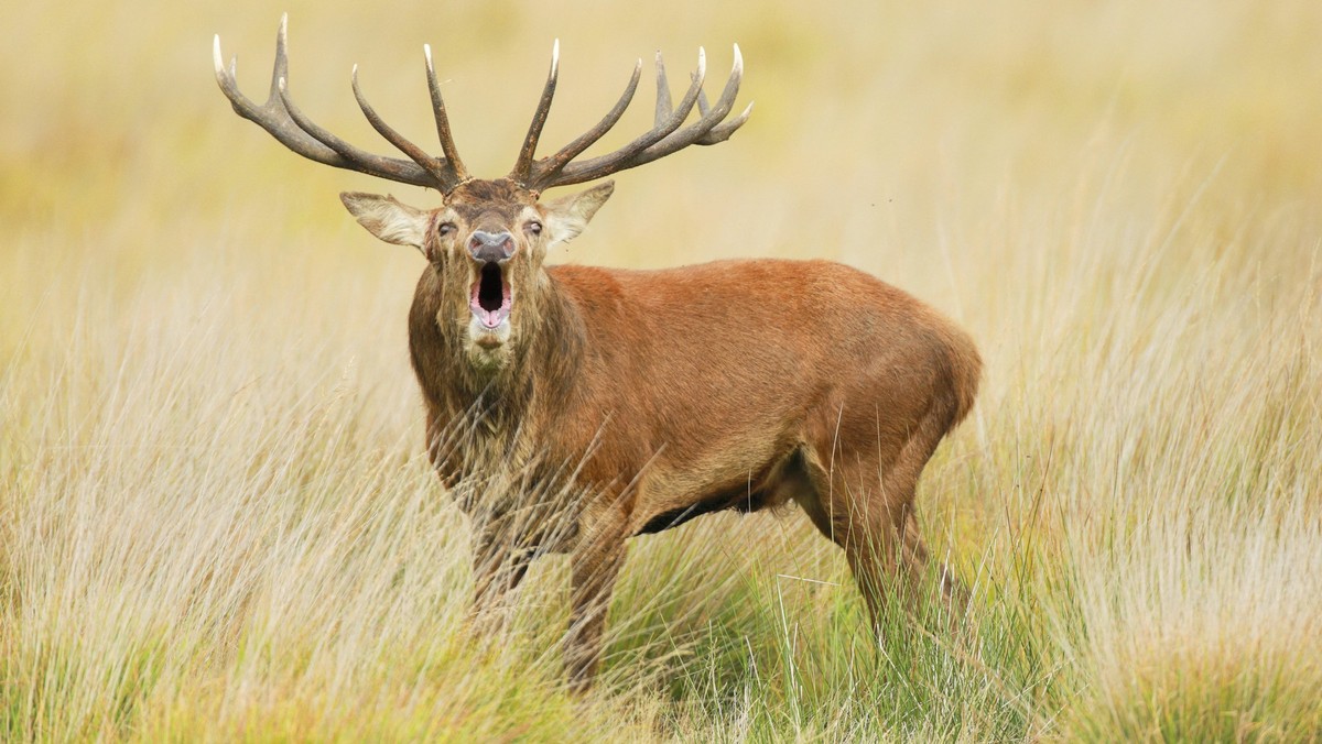 Rothirsch, Rot-Hirsch, Edelhirsch, Edel-Hirsch, Rotwild, Rot-Wild Cervus elaphus, roehrener Hirschbulle in der Brunft, Schweiz red deer Cervus elaphus, roaring stag in rutting season, Switzerland BLWS ...