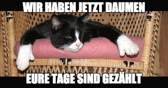 KAtzen mit daumen