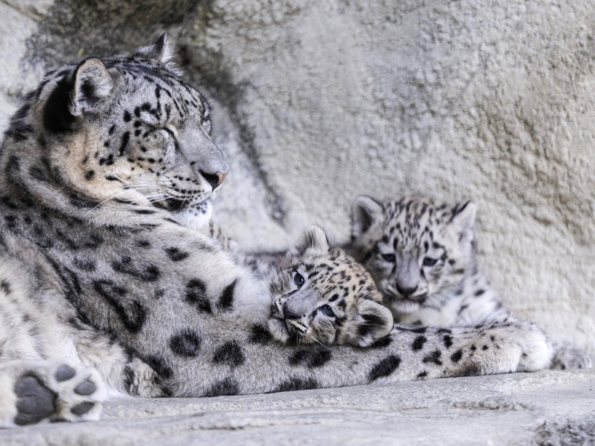 Les l�opardeaux n�s le 9 mai d�couvrent d�sormais leur environnement ext�rieur au zoo de Zurich.