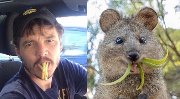 pedro pascal als quokka