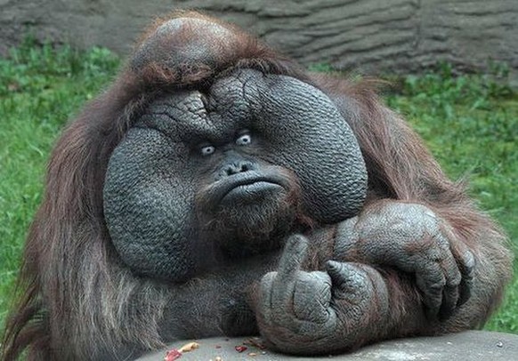 Orang Utan Mittelfinger Stinkefinger

http://worldwideinterweb.com/