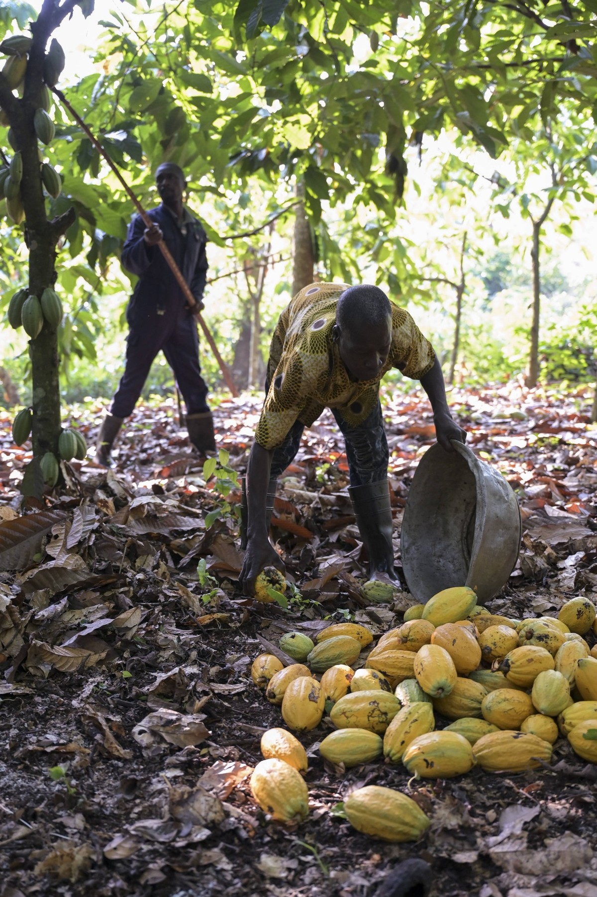 Ghana, cocoa farming GHANA, Suhum, smallholder organic cocoa farm, cocoa harvest, harvested cocoa pods *** GHANA, Suhum, Kleinbauern bei bio Kakao Ernte, geerntete Kakaofr�chte Suhum Ghana