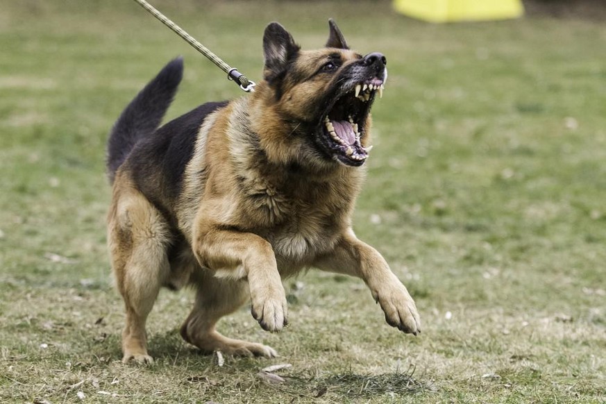 Ein deutscher Schäferhund.