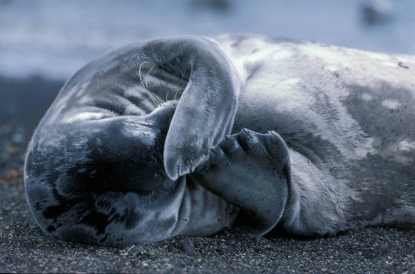 cute news tier seal robbe

https://www.reddit.com/r/seals/comments/1aw5zlv/weddell_seal_wednesday_a_shy_pup/