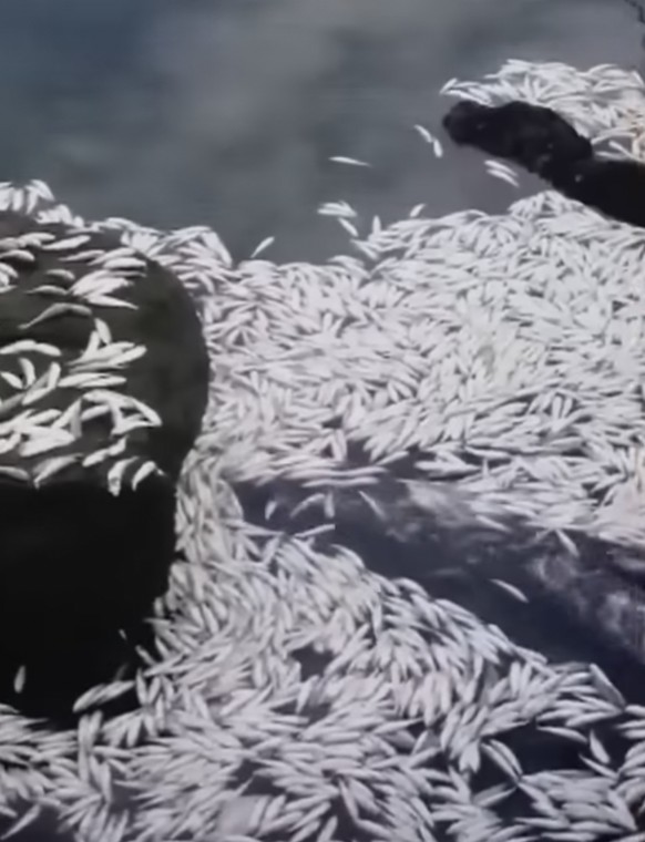 Ein Meer von verendeten Jungfischen.