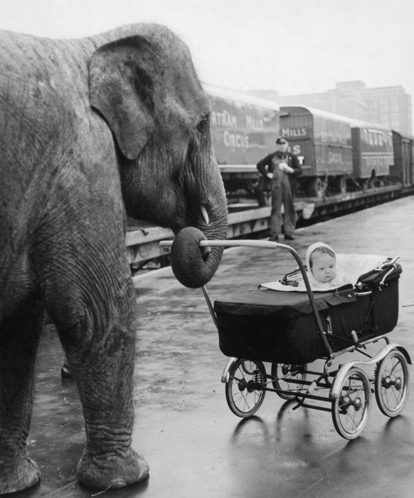 13th December 1956: Circus baby Yvonne Kruse is pushed in her pram by &#039;Kam&#039;, one of her mother&#039;s charges, on their arrival at Addison Road Station, London, from their winter quarters at ...