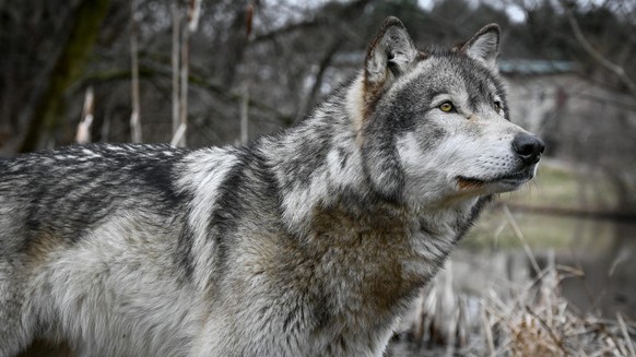 cute news tier wolf

https://imgur.com/gallery/wolf-photography-seminar-wolf-park-c4a0RJB#/t/wolf