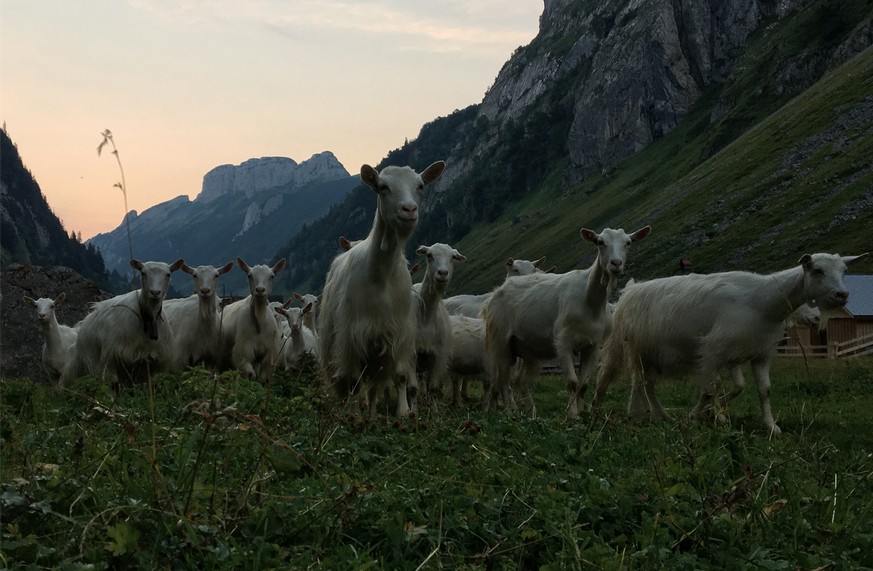 Morgens um 5 Uhr auf der Fälenalp: Der Weckdienst kommt.