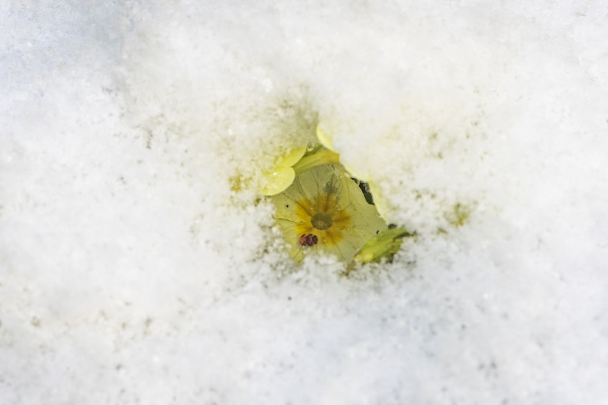 Eine Primel zeigt sich unter dem Schnee, aufgenommen am Mittwoch, 7. April 2021 in Zuerich. (KEYSTONE/Ennio Leanza)