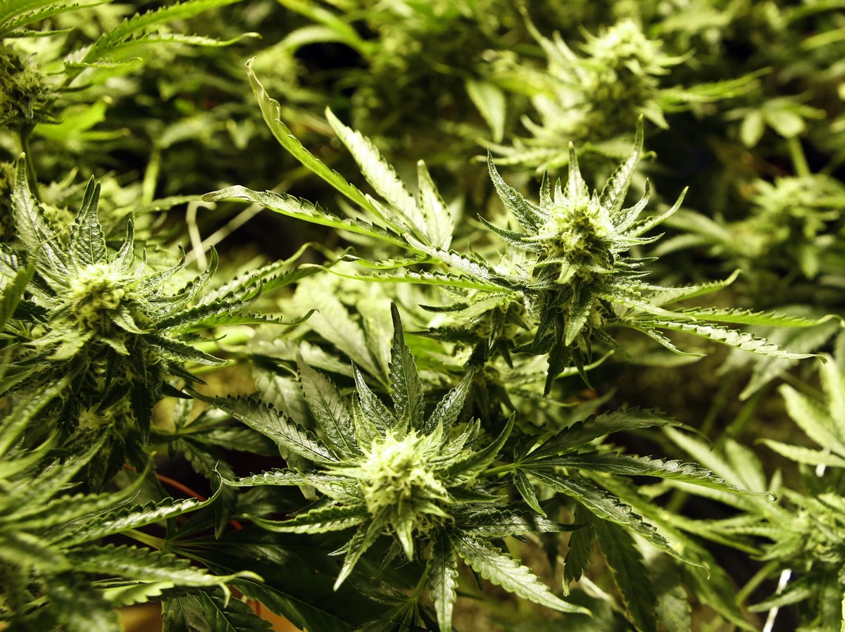 In this Dec. 5, 2013, photo marijuana matures in ideal conditions at the Medicine Man dispensary and grow operation in northeast Denver. As Colorado prepares to be the first in the nation to allow rec ...