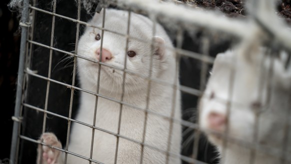 FILE - In this file photo dated Friday Nov. 6, 2020, mink look out from a pen on a farm near Naestved, Denmark. Danish Prime Minister Mette Frederiksen has appointed Thursday Nov. 19, 2020, a new agri ...