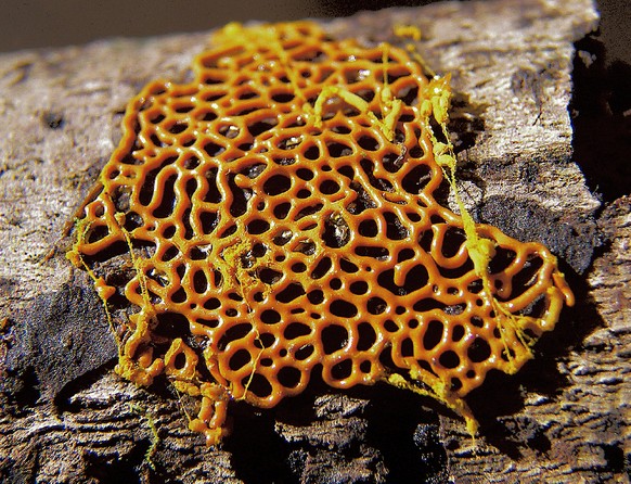 Mold from the 3D printer