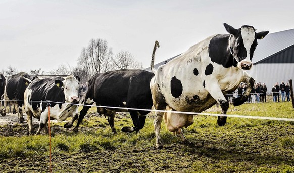 epa05204645 Cows frolick around as they enter a meadow of a farm in Dronten, The Netherlands, 10 March 2016. The cows were released back to the open range after spending the winter indoors. EPA/REMKO  ...