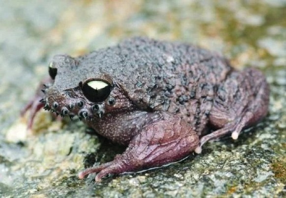 Leptobrachium boringii, gemeinhin bekannt als Emei-Schnurrbartkröte oder Taosze-Stachelkröte

https://www.reddit.com/r/AIDKE/comments/1r27i1t/1_animals_you_probably_didnt_know_exist_emei/