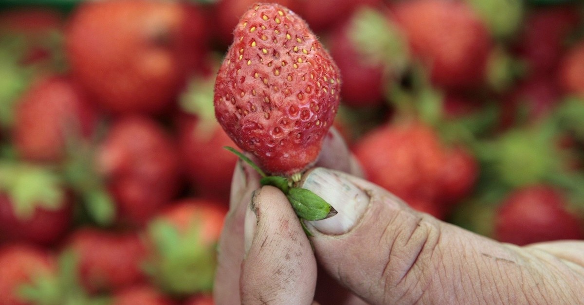 aprikosen-und-erdbeeren-weisen-2024-hohe-pestizidr-ckst-nde-auf