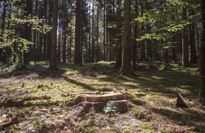 THEMENBILD ZUR NATIONALEN WALD-UMFRAGE -- Waehrend einem Presserundgang vom Amt f