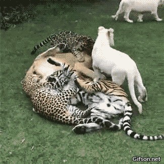 Animiertes GIF