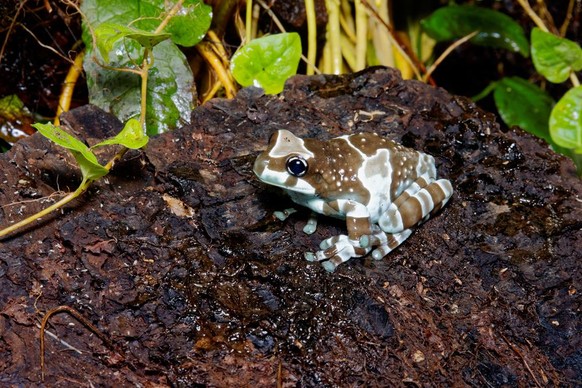 Baumhöhlen-Krötenlaubfrosch als Tier der Woche bei den Cute News von watson.