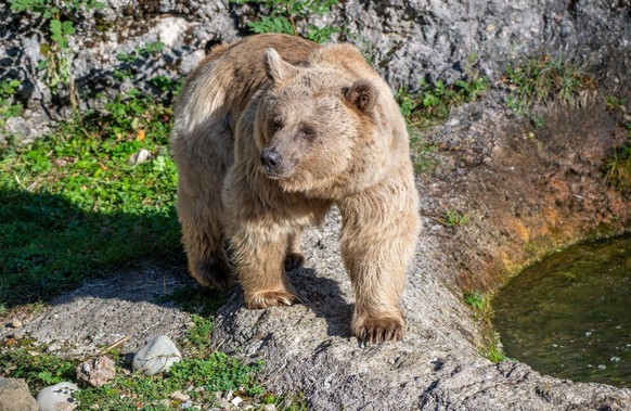 Bär Maya Tierpark Goldau