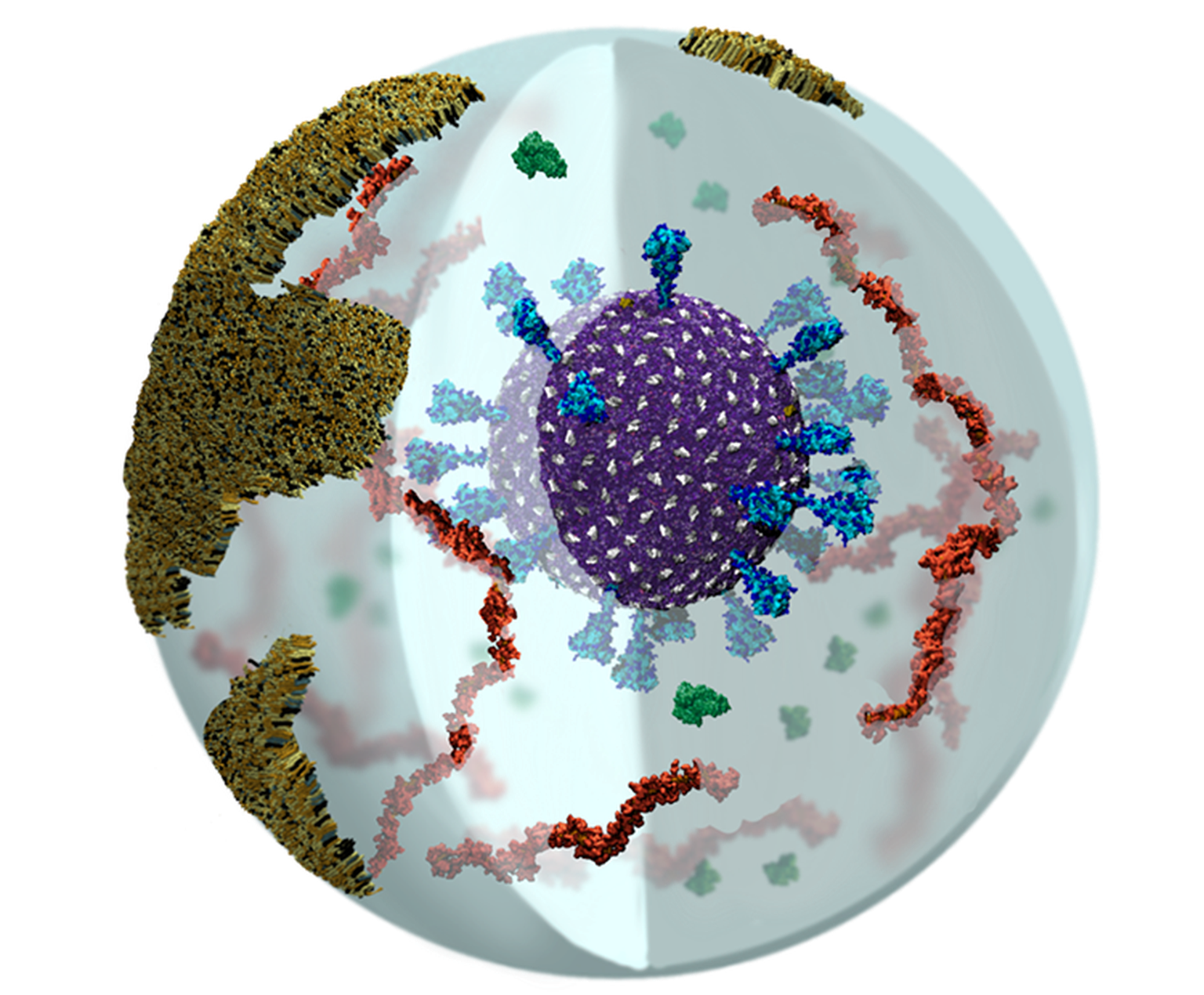 Visualization of delta SARS-CoV-2 in a respiratory aerosol, where the virus is depicted in purple with the studded spike proteins in cyan. Mucins are red, albumin proteins green, and the deep lung flu ...