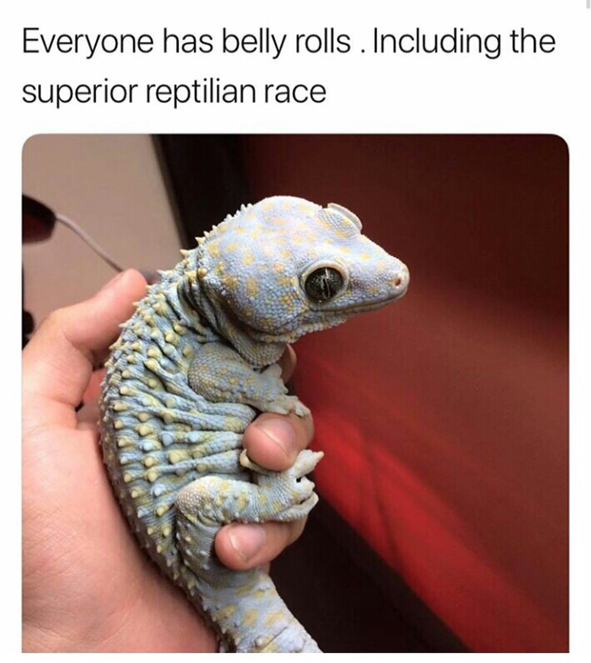 Übersetzung: «Alle haben Fettröllchen. Auch die überlegene Rasse der Reptilien.»