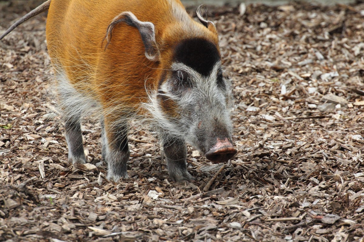 Pinselohrschwein Brush pork ear (Potamochoerus porcus), A male brush ear or river hog, (Potamochoerus porcus) .Ein M