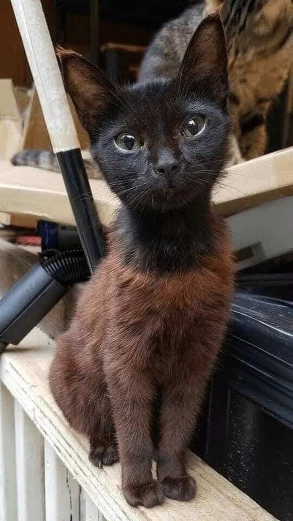 cute news tier katze

https://ch.pinterest.com/pin/1121888957181298383/