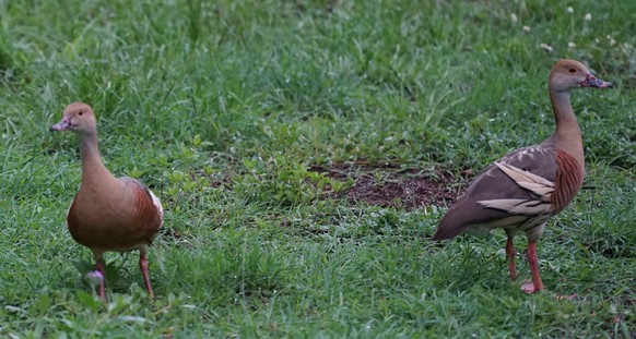 cute news animal tier vogel duck ente australien

https://imgur.com/t/australian_wildlife/MzRKBXT