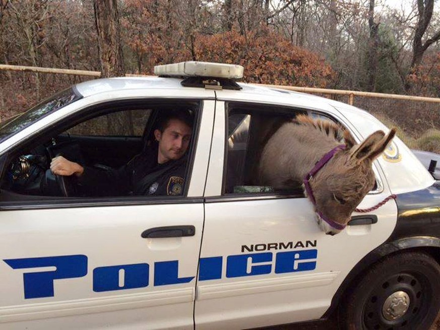 Polizist Kyle Canaan bringt in Oklahoma einen ausgebüxten Esel wieder zurück. (1. Dezember 2015, Bild: (Robin Strader/Norman Police Department via AP)