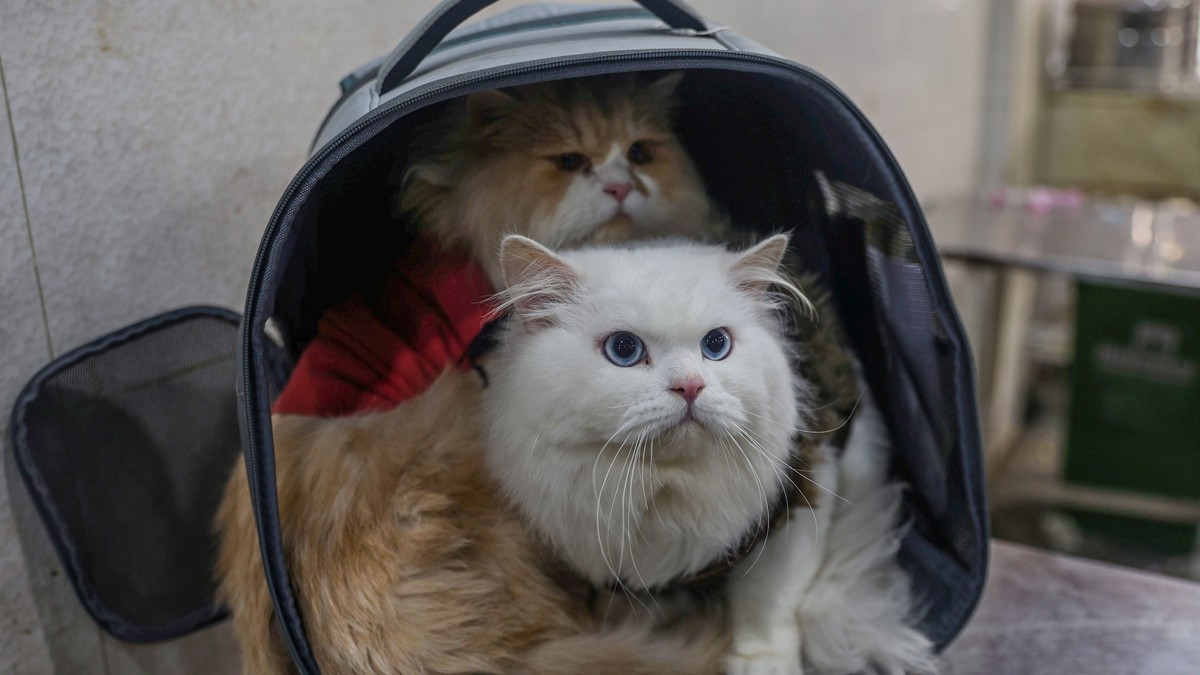 Katzen ignorieren dich? Es liegt nicht an ihnen, sondern an dir